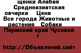 щенки Алабая (Среднеазиатская овчарка) › Цена ­ 15 000 - Все города Животные и растения » Собаки   . Пермский край,Чусовой г.